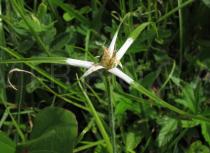 Rhynchospora ciliaris - Inflorescence - Click to enlarge!