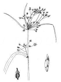 Rhynchospora corymbosa - Click to enlarge!