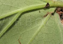 Roldana petasitis - Close-up of lower leaf surface - Click to enlarge!