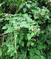 Rubus niveus - Habit - Click to enlarge!