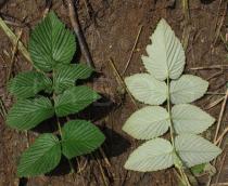 Rubus niveus - Upper and lower surface of leaf - Click to enlarge!