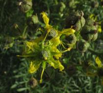 Ruta angustifolia - Flower - Click to enlarge!