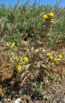 Scolymus hispanicus - Habit - Click to enlarge!