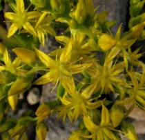 Sedum praealtum - Inflorescence close-up - Click to enlarge!