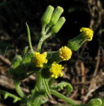 Senecio sylvaticus - Flower heads - Click to enlarge!