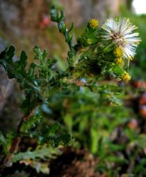 Senecio vulgaris - Flowerheads side view - Click to enlarge!