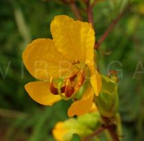 Senna occidentalis - Flower - Click to enlarge!