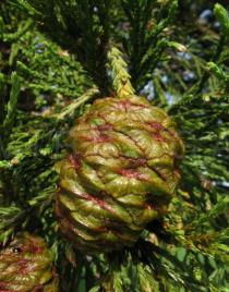 Sequoiadendron giganteum - Cone - Click to enlarge!