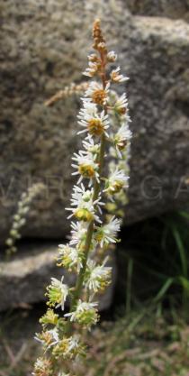 Sesamoides purpurascens - Inflorescence - Click to enlarge!