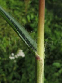 Setaria pumila - Leaf base - Click to enlarge!