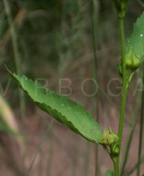 Sida acuta - Leaf insertion - Click to enlarge!