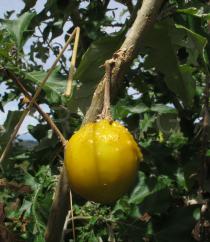 Solanum aculeastrum - Fruit - Click to enlarge!