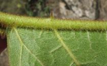 Solanum chrysotrichum - Spine on the middle rib of the lower leaf surface - Click to enlarge!