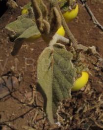 Solanum incanum - Upper surface of leaf - Click to enlarge!