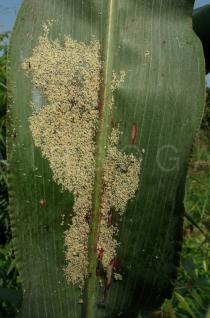 Sorghum bicolor - Aphid colony on lower leaf surface - Click to enlarge!