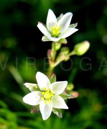Spergula arvensis - Flower - Click to enlarge!