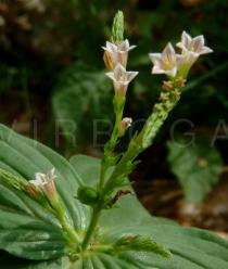 Spigelia anthelmia - Flowers - Click to enlarge!