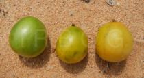 Spondias tuberosa - Fruits - Click to enlarge!