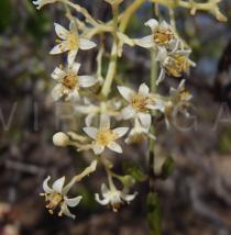 Spondias tuberosa - Flowers - Click to enlarge!
