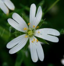 Stellaria holostea - Flower - Click to enlarge!
