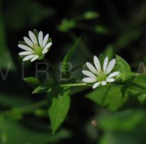 Stellaria neglecta - Flower - Click to enlarge!