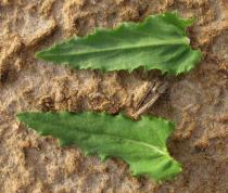 Stemodia durantifolia - Upper and lower surface of leaf - Click to enlarge!
