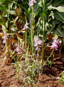 Striga hermonthica - Flowering Striga infecting a sorghum crop - Click to enlarge!