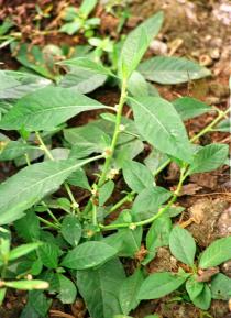 Struchium sparganophorum - Habit - Click to enlarge!