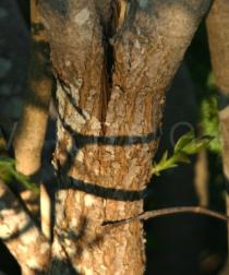Syringa vulgaris - Bark - Click to enlarge!