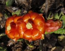 Tacinga inamoena - Flower - Click to enlarge!