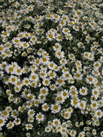 Tanacetum balsamita - Flowers - Click to enlarge!