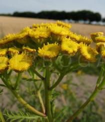 Tanacetum vulgare - Flower heads, close-up - Click to enlarge!