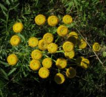 Tanacetum vulgare - Inflorescence, close-up - Click to enlarge!