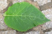 Telekia speciosa - Upper surface of leaf - Click to enlarge!