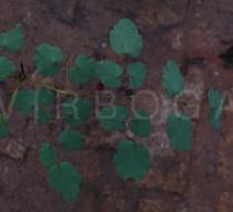 Thalictrum foliolosum - Lower surface of leaf, section - Click to enlarge!