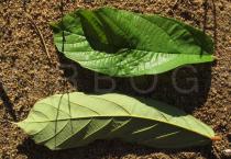 Theobroma grandiflorum - Upper and lower surface of leaf - Click to enlarge!