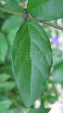 Thunbergia erecta - Upper surface of leaf - Click to enlarge!