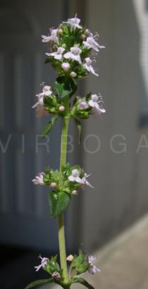 Thymus vulgaris - Flowering branch of garden herb - Click to enlarge!