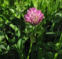 Trifolium pratense - Inflorescence - Click to enlarge!
