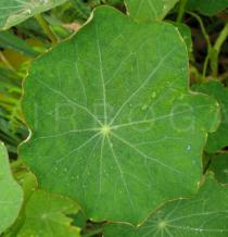 Tropaeolum majus - Upper leaf surface - Click to enlarge!