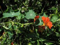 Tropaeolum majus - Branch with flowers - Click to enlarge!