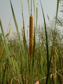 Typha domingensis - Spike - Click to enlarge!