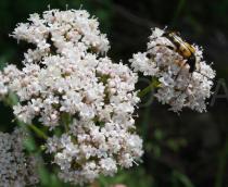 Valeriana officinalis - Inflorescence with pollinator - Click to enlarge!