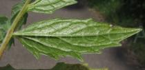 Valeriana officinalis - Lower surface of leaflet - Click to enlarge!