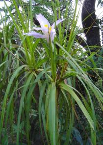 Vellozia
			squamata - Click to enlarge!