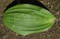 Veratrum album - Upper surface of leaf - Click to enlarge!