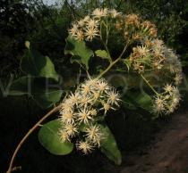 Vernonia colorata - Inflorescence - Click to enlarge!