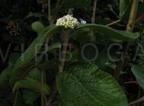 Viburnum lantana - Inflorescence, side view - Click to enlarge!