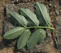 Vicia faba - Lower surface of leaf - Click to enlarge!