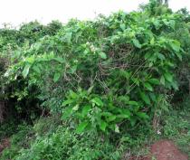 Voacanga africana - Habit - Click to enlarge!